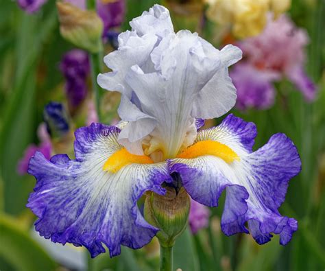 iris colors