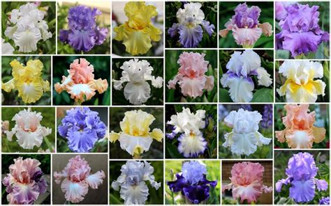 iris flower colors