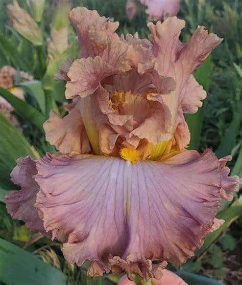 iris honey nude