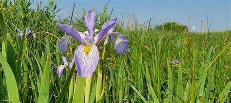 iris iowa