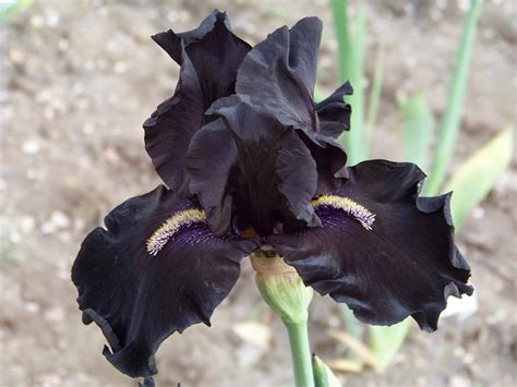 iris.dark