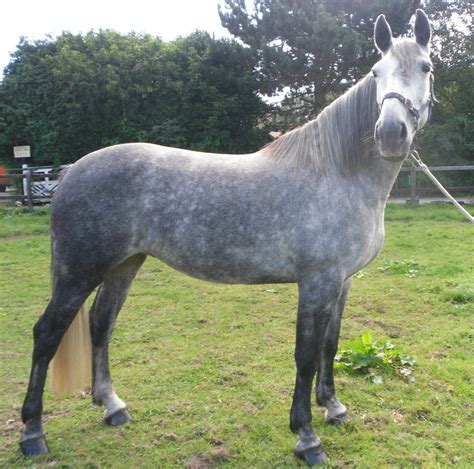 irish draft horse for sale