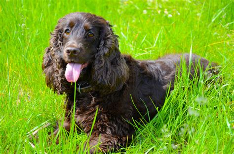 irlands vatten spaniel
