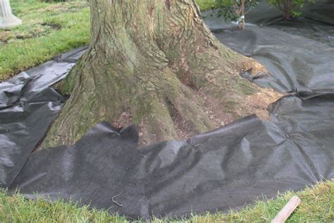 Is It Safe Toput Landscape Fabric Around Tree?