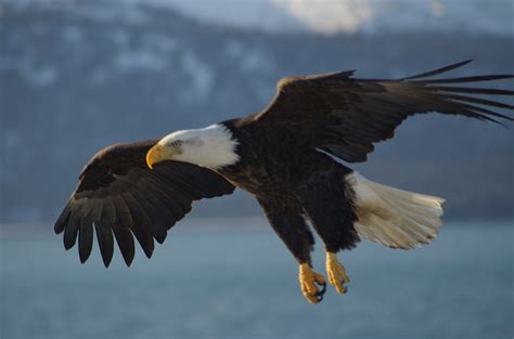 Is A Bald Eagle Really Bald Cloverleaf Books Our American Symbols