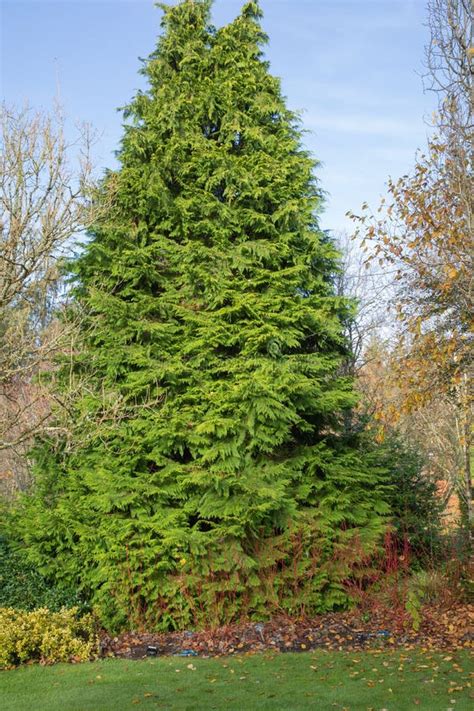 is a cedar a conifer