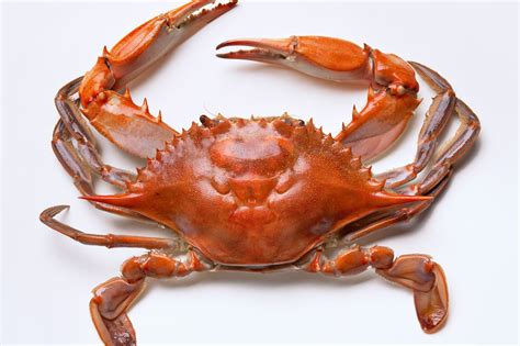 is a crab a chordate