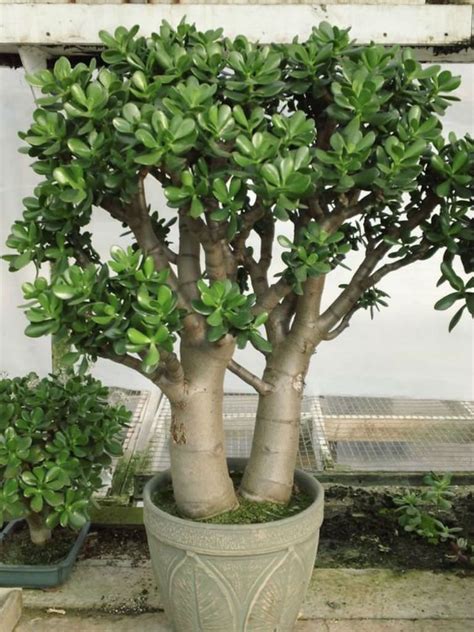 is a jade tree a succulent