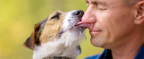 is a lick from a dog a kiss