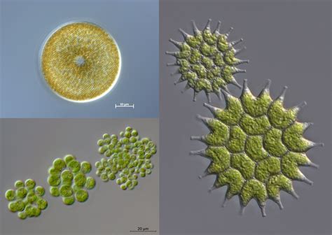 Is Algae A Protist