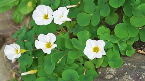 is an oxalis plant poisonous to cats if eaten - JustAnswer