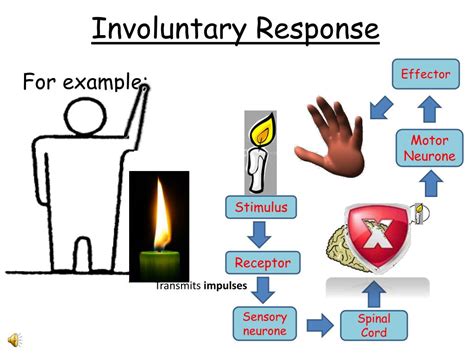 is blinking eyes an involuntary action - Science - Body Movements ...