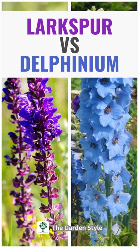 is delphinium the same as larkspur