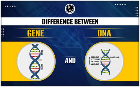 Is Dna The Same In Every Cell