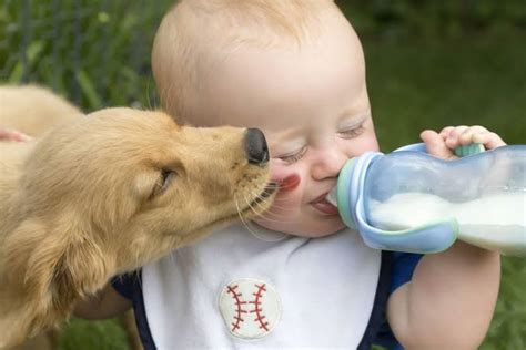 is dog saliva harmful to babies