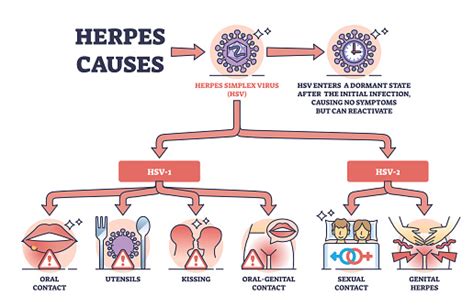 is herpes transmitted through blood