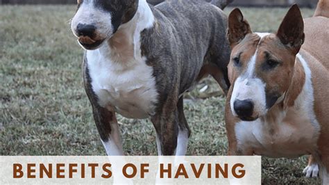 is it better to have two dogs