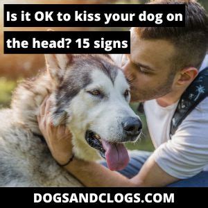 is it ok to kiss your dogs nose