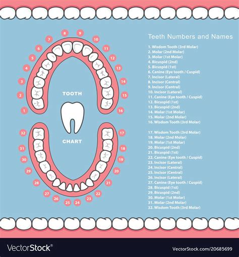 is kissing good for your teeth chart picture