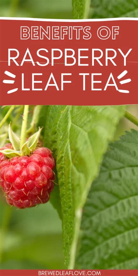 is raspberry leaf tea safe