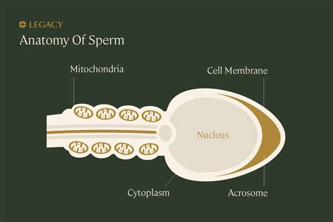 is sperm a living organism? : r/askscience - Reddit