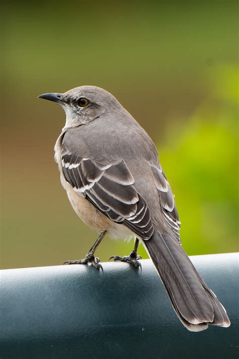 Is The Mockingjay A Real Bird