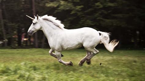 Is Unicorn Real
