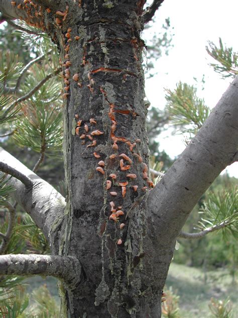 Is White Pine Blister Rust Common In Ct