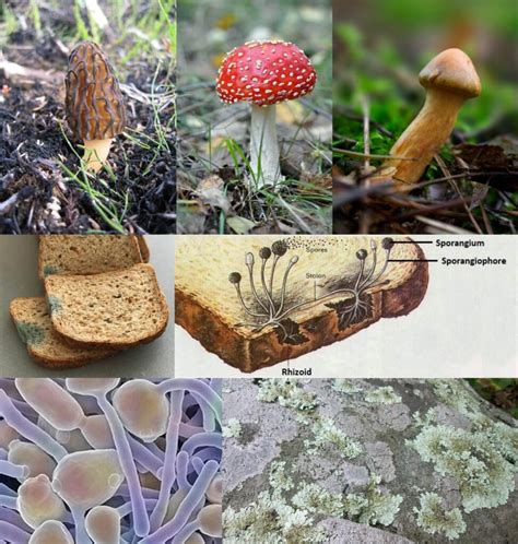 Read Online Is A Mushroom Decomposer 