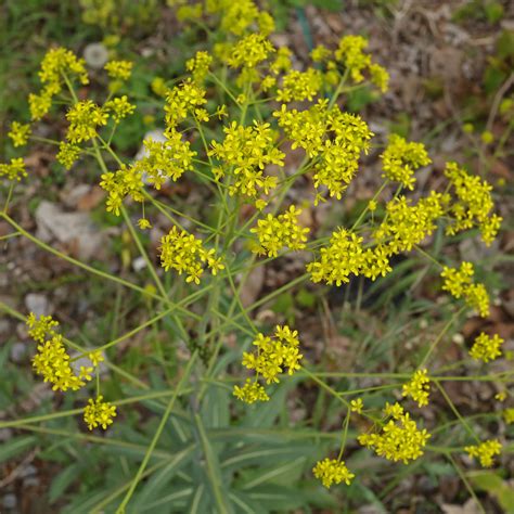 isatis herba oder die waidpflanze verstandliche b