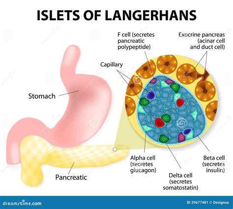 Islets Of Langerhans