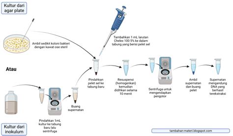 isolasi dna jamur