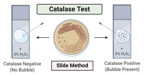 Read Isolation And Identification Of A Catalase Producing 