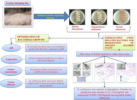 Full Download Isolation Of Keratinolytic Bacteria From Feather Dumping 