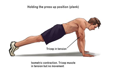 Isometric Muscle Contraction