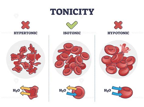 Isotonic And Hypertonic