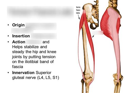 It Band Origin And Insertion