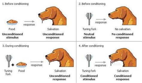 ivan pavlov classical conditioning example in everyday