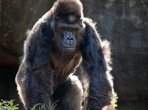 Ivan The Gorilla