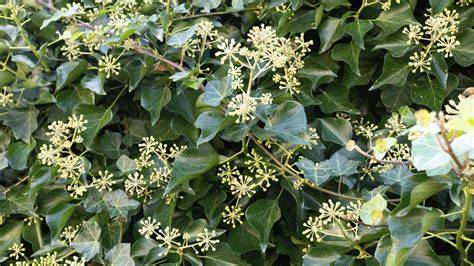ivy bloom nude