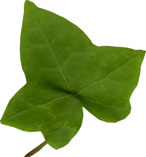 Ivy Leaf Png