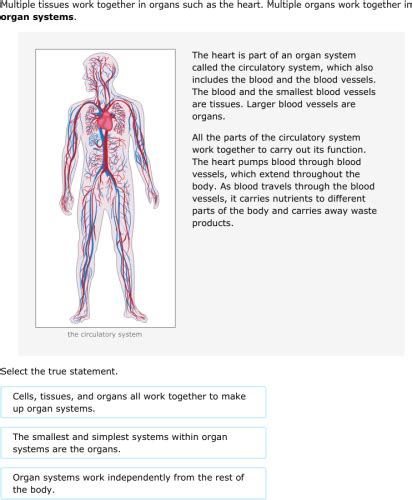 Ixl Organization In The Human Body The Heart Human Body 7th Grade Science - Human Body 7th Grade Science