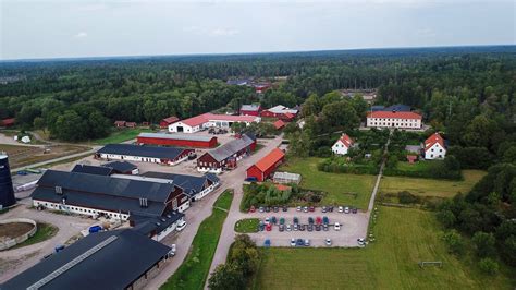 jälla islandshäst
