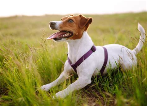 Jack Parson Terrier