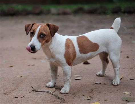jack russel