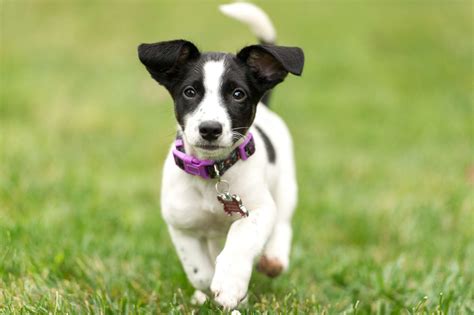 jack russell black and white