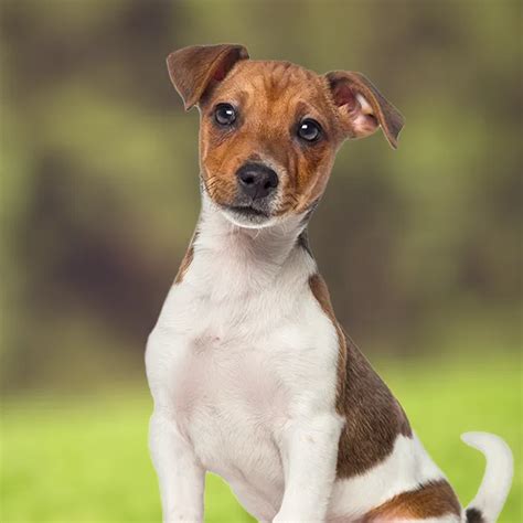 jack russell storlek