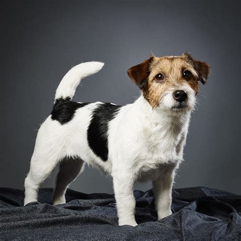 jack russell terrier female