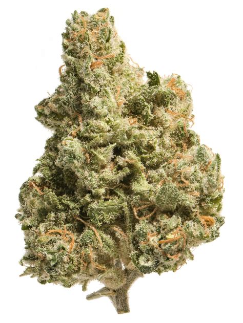 Jack The Ripper Strain