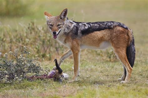 Jackal